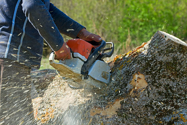 Best Arborist Services Near Me  in Hammond, LA